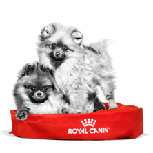 Royal Canin Gastrointestinal Cat - Article 2